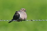 Mourning Dove